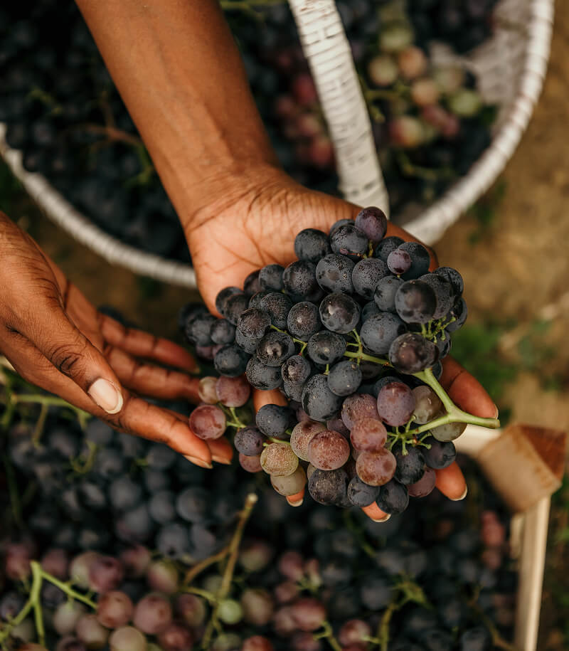 Grapes in hand.